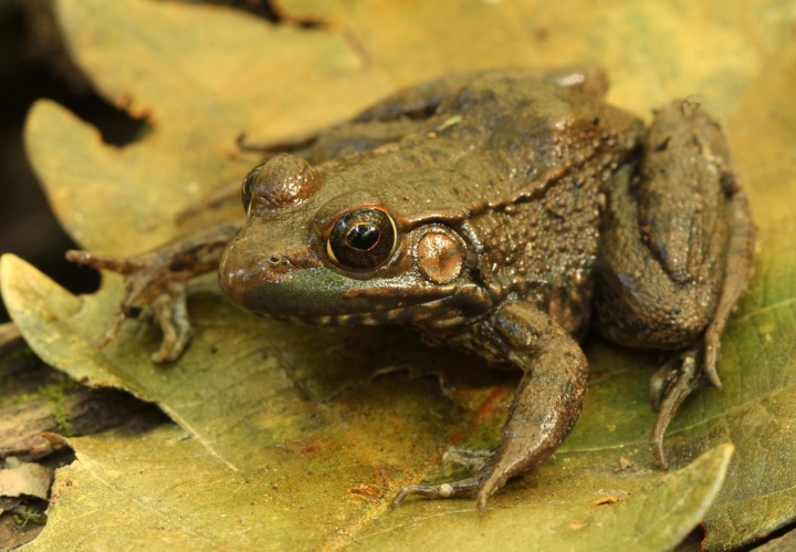 Green Frog
